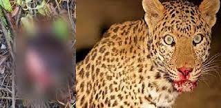 पांच साल का बच्चा बना गुलदार का निबाला, लोगों में दहशत 