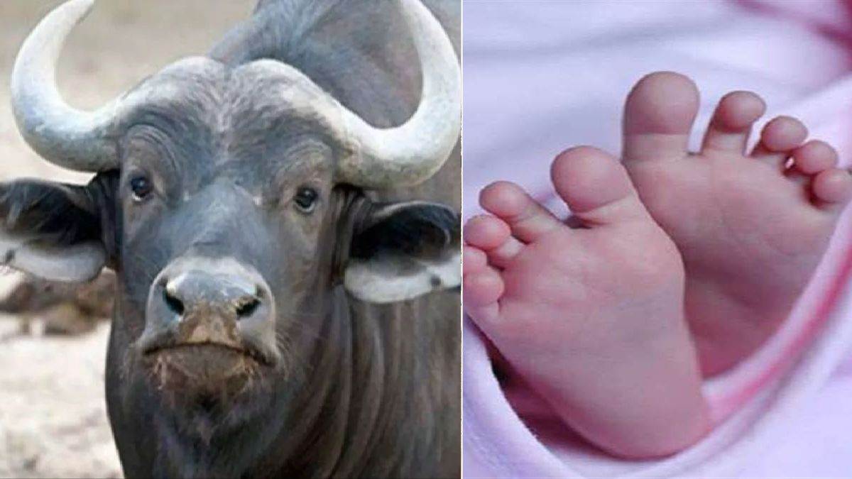 मासूम पर भैस ने कर दिया गोबर, घुटा दम-हुई मौत